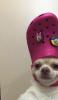 Jumbodogfries's Avatar