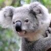 koala0's Avatar