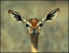 sukhpreet's Avatar