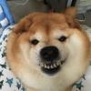 udon