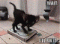 krazykat's Avatar