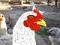magichicken's Avatar