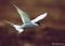 ArcticTern's Avatar
