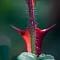 RedThorn's Avatar