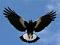 magpie's Avatar
