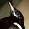 muteproxy's Avatar