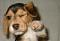 Beagledog's Avatar