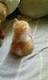 bromouse