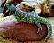 uromastyx's Avatar
